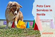 Cat & Dog Boarding Services in Noida