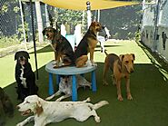 Dog Boarding in Bangalore At Best Price - Snouters
