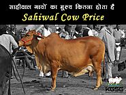 Sahiwal Cow Price |