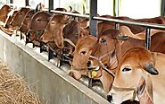 Start-ups ride demand for desi milk - The Hindu BusinessLine