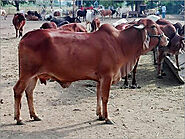 Gir Cow Trader,Supplier,Gir Cow Wholesaler, Kelamangalam,Tamil Nadu,India.