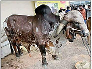 Gir Bulls: Maharashtra government to import Gir bulls and semen from Brazil for better breed and dairy development - ...