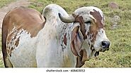 Gir Cattle Images, Stock Photos & Vectors | Shutterstock