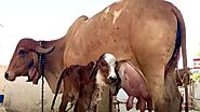 ये नहीं है कोई साधारण गाय, इसे पालकर आप आसानी से कमा सकते हैं लाखों रुपये | Benefits of gir cow milk know all about r...