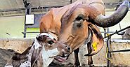 Here's the first Gir calf born by embryo transfer in Kerala | Kottayam News | Manorama English