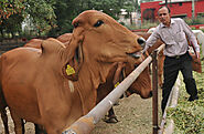 NDRI gets 34 Gir breed cattle to enhance milk yield : The Tribune India