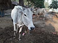 Cows are not a problem, but a solution. All we need to do is shift our focus - Gaonconnection | Your Connection with ...