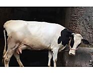 Cow Manufacturers,Wholesale price for Cow in India from Suppliers Wholesalers