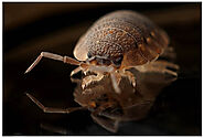 Oakland County pest control - Macomb County Pest Control