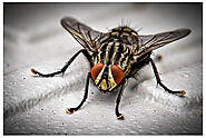 Bug Control Services | Best Bug Treatment for Home in Macomb