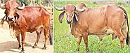 gir cow price | गिर गाय कास्ट, फायदे आदि पूरी जानकारी- eKisan