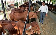 Gir cow milk to reach Krishna District soon - The Hindu