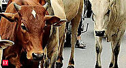 Junagadh Agricultural University scientists find gold in Gir cow urine - The Economic Times
