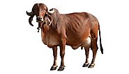 Gir Cow Breed : Gir Cow Price - Gir Cow Dairy Farm - Gir Cow Photo | Cow photos, Dairy cow breeds, Cow