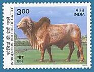 Gir Cow Breed : Gir Cow Price - Gir Cow Dairy Farm - Gir Cow Photo