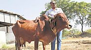 Rearing indigenous cattle is easier said than done; this farmer shows how it can be profitable | India News,The India...