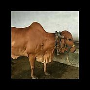 Gir Cow In Haryana, India