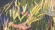 Food Security Policies For Developing Nations | Borates Today