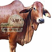 Brown Sahiwal Cow Supplier In Telangana, India