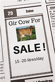 Gir Cow Price In Gujarat | Gir Cow Cost Calculation | Where to Buy Pure Gir Cow