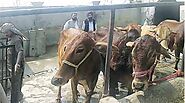 Punjab Dairy farmers see no economic benefits in switching from Holsteins to Sahiwal | India News,The Indian Express