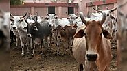 In Rajasthan, Cow Urine is More Expensive than Milk