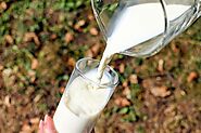 Gir Cow A2 Milk | Desi Cow Milk | Order Online - Captain's Farm