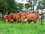 A2 DESI GIR COW MILK – 1000ML – Swadeshi Mandir | A2 Milk Pune | Gir Cow Milk Pune Hadapsar