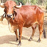 Why you should not buy a Gir cow - Natural Farmers Kerala