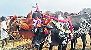 Sangareddy: Variety of breeds turn up at Nyalkal cattle fair