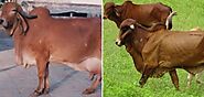 Gir Cow Milk Per Day, Gir Cow Price, Gir Cow Facts | Agri Farming