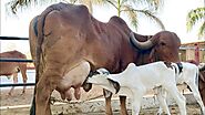 Gir Cow Farming: Know the Advantages, Housing Requirements, Feeding and Economics