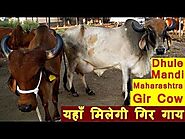20 Gir Cow for Sale at Dhule Maharashtra | इस मंडी में मिलती है गिर गाय - YouTube | Cows for sale, Cow, Girly