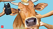 How & why the NDA government is gearing up for mission to protect and promote the cow - The Economic Times