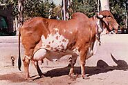 Gir Cow information– FarmingX