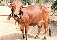 Govt to import Gir bull semen from Brazil | AHMEDABAD NYOOOZ