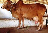 Gir cow animal husbandry has now become a business of huge profits Milk is selling 200 and ghee Rs 2000 per kg