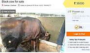 Gir cow for sale olx. Cows in Kerala