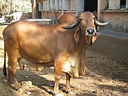 Cow breeding farm in india 👊