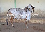 Gir Cow