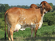 Original GIR Cow Supplier, Original GIR Cow Exporter, India