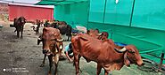 gir cow milk kishan sanghai started cow rearing with passion demand started increasing due to a 2 milk in koderma grj...