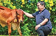 56 calves in 6 months from a single cow, thanks to IVF- The New Indian Express