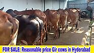 Gir cows for sale in hyderabad. Apparel & Fashion