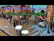 Gir cow price in Hyderabad 63094 95777