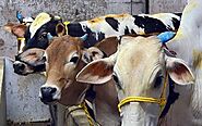 Dairy farmers reap benefits of native cow’s milk - The Hindu BusinessLine