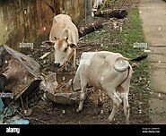 Cow Shed India High Resolution Stock Photography and Images - Alamy