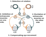 Two Visual Systems and their Eye Movements