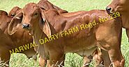 GIR Cow Supplier,GIR Cow Exporter In Haryana, India