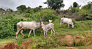 Karnataka farmers reap benefits of native cow’s milk